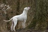 DOGUE ARGENTIN 475
